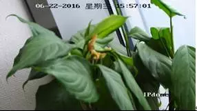 球機遠距離正常，近距離物體聚焦不清楚，模糊